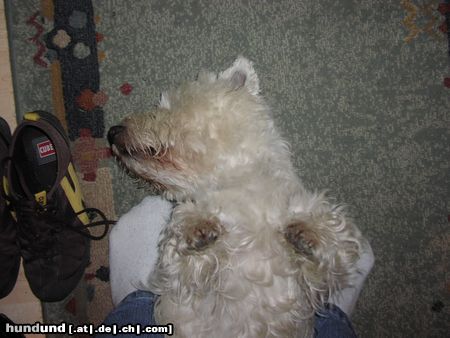 West Highland White Terrier Hunde Foto 16002 West Highland White Terrier Bei dem Geruch wird man ja Ohnmächtig!