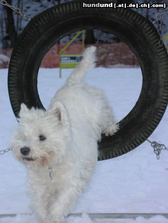 West Highland White Terrier Hunde Foto 8662 West Highland White Terrier Cindy beim Agility Training.