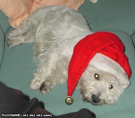 West Highland White Terrier Hunde Foto 8860 West Highland White Terrier Cindy als Weihnachtsmann