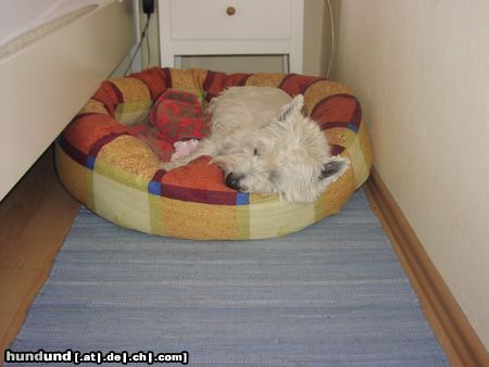 West Highland White Terrier Hunde Foto 14909 West Highland White Terrier Cindy nach einem anstrengendem Heelwork-Training!