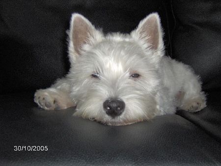 West Highland White Terrier Darth