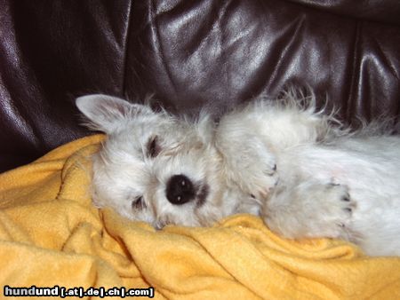 West Highland White Terrier Hunde Foto 12618 West Highland White Terrier *gäääähn*