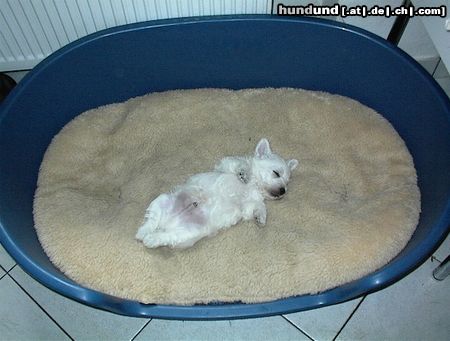 West Highland White Terrier Hunde Foto 5705 West Highland White Terrier Toby macht ein Nickerchen...