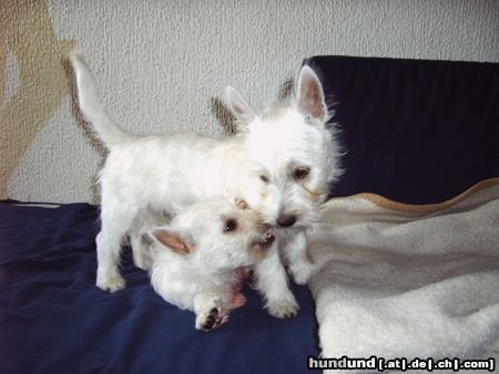 West Highland White Terrier Hunde Foto 12619 West Highland White Terrier rauferei
