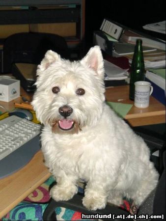 West Highland White Terrier Hunde Foto 3897 West Highland White Terrier Rambo