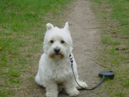 West Highland White Terrier Hunde Foto 1138 West Highland White Terrier Rambo