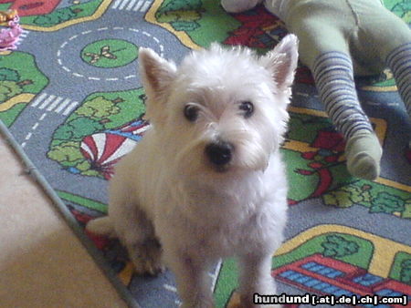 West Highland White Terrier Hunde Foto 24906 in höherer Auflösung ansehen West Highland White Terrier guck nich so !!! unsere yulie.