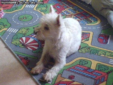 West Highland White Terrier Hunde Foto 24907 in höherer Auflösung ansehen West Highland White Terrier ohne worte !!