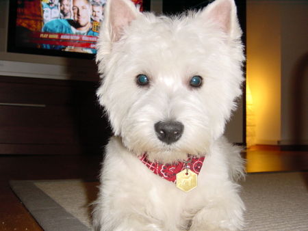 West Highland White Terrier Darth