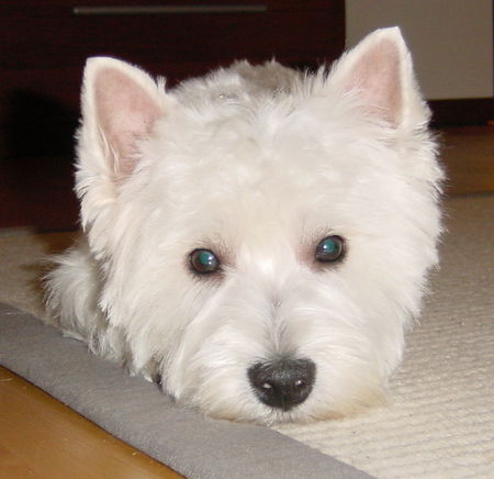 West Highland White Terrier Darth