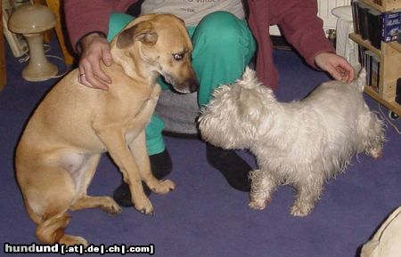 West Highland White Terrier Hunde Foto 18878 in höherer Auflösung ansehen West Highland White Terrier Ayen besucht Yeannie