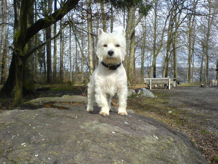 West Highland White Terrier Darth