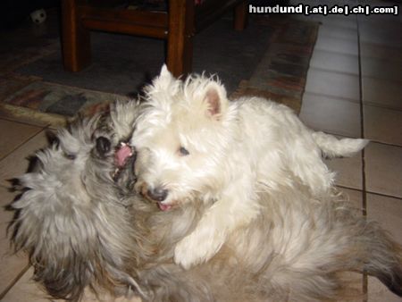 West Highland White Terrier Hunde Foto 14985 in höherer Auflösung ansehen West Highland White Terrier Die besten Freunde, Leon & Timmi
