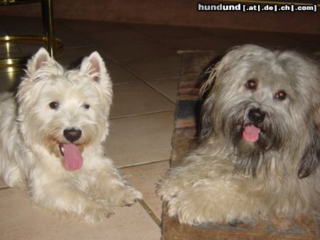 West Highland White Terrier Hunde Foto 14984 in höherer Auflösung ansehen West Highland White Terrier Die besten Freunde, Leon & Timmi