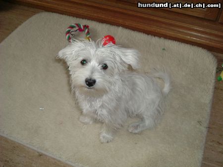 West Highland White Terrier wie süüüüüüüß :-))