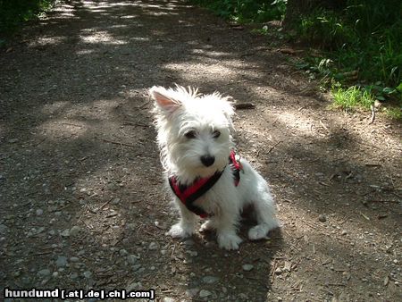 West Highland White Terrier Hunde Foto 14250 West Highland White Terrier und nochmal molly- hat inzwischen schon 1 westieohr, wie man sieht ;-)