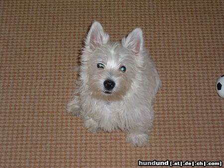 West Highland White Terrier Hunde Foto 4486 West Highland White Terrier Das ist unser supersüßer Linus...