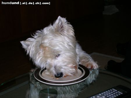 West Highland White Terrier Hunde Foto 22935 in höherer Auflösung ansehen West Highland White Terrier schmeckt super!!!!!!!!