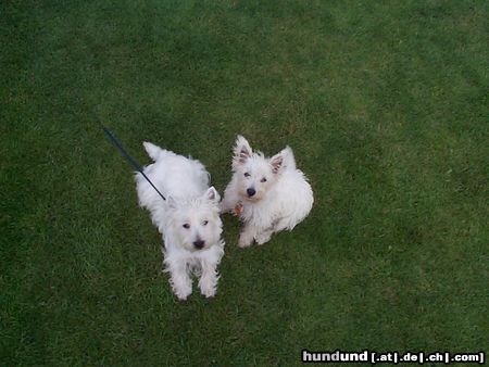 West Highland White Terrier Hunde Foto 15768 in höherer Auflösung ansehen West Highland White Terrier Moritz(2 Jahre) und seine Frau Mary(3 Monate)