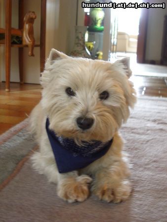 West Highland White Terrier Hunde Foto 21459 West Highland White Terrier