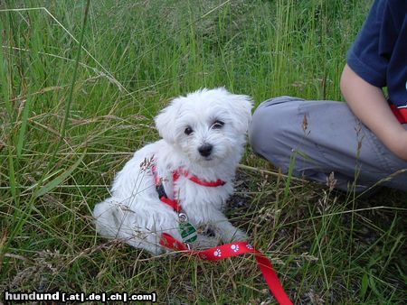 West Highland White Terrier Hunde Foto 12198 West Highland White Terrier Molly auf der Wiese