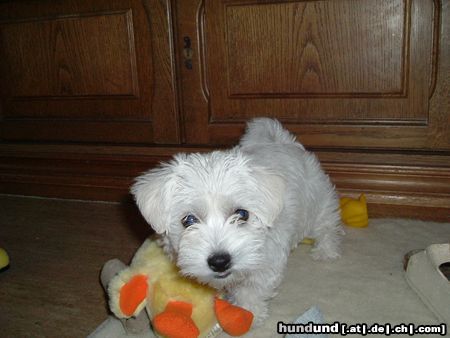 West Highland White Terrier Hunde Foto 12197 West Highland White Terrier Molly, 9 Wochen alt beim Spielzeug