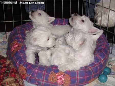 West Highland White Terrier Hunde Foto 16627 in höherer Auflösung ansehen West Highland White Terrier ..unsere Lima..Lucky Stars goes Gareds