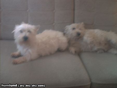 West Highland White Terrier Hunde Foto 3048 West Highland White Terrier Paffi und Shilla