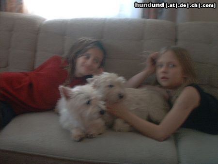 West Highland White Terrier Hunde Foto 3046 West Highland White Terrier