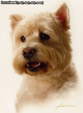 West Highland White Terrier Hunde Foto 19705 West Highland White Terrier Rambo