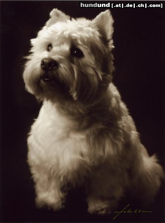 West Highland White Terrier Hunde Foto 19704 West Highland White Terrier Rambo