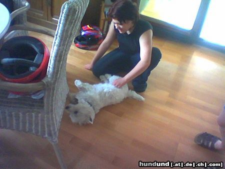 West Highland White Terrier Hunde Foto 20043 West Highland White Terrier das ist mein harry