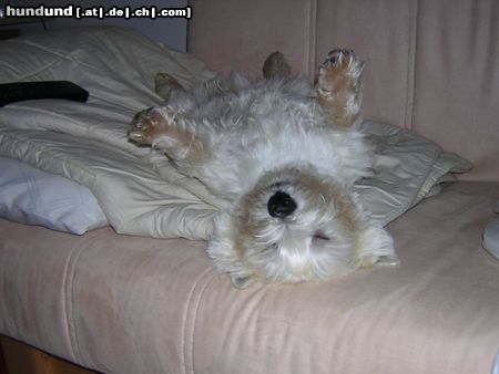 West Highland White Terrier Hunde Foto 21475 West Highland White Terrier Benny macht Pause