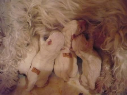 West Highland White Terrier Hunde Foto 42999 West Highland White Terrier Unsere Welpen sind da