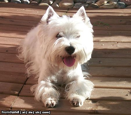West Highland White Terrier Hunde Foto 6941 West Highland White Terrier die letzten Sonenstrahlen .....