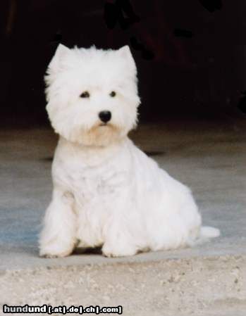 West Highland White Terrier Hunde Foto 17598 in höherer Auflösung ansehen West Highland White Terrier Victora Snow-Star