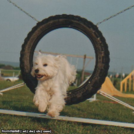 West Highland White Terrier Hunde Foto 6787 West Highland White Terrier Gypsie Reifen