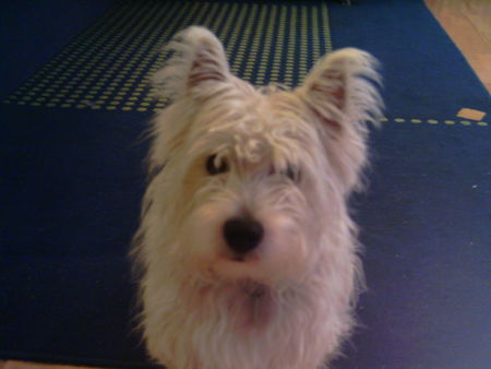 West Highland White Terrier Hunde Foto 36931 West Highland White Terrier haste was zu essen???