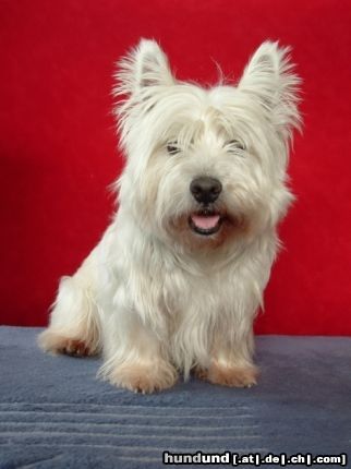 West Highland White Terrier Hunde Foto 23104 West Highland White Terrier HENRY