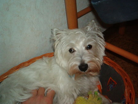 West Highland White Terrier Hunde Foto 32758 in höherer Auflösung ansehen West Highland White Terrier Was guckst du???