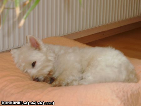 West Highland White Terrier Hunde Foto 2723 West Highland White Terrier Rambo