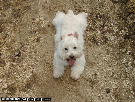West Highland White Terrier Hunde Foto 2721 West Highland White Terrier Rambo