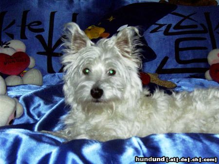 West Highland White Terrier Hunde Foto 11308 West Highland White Terrier Nicky mal ganz hübsch