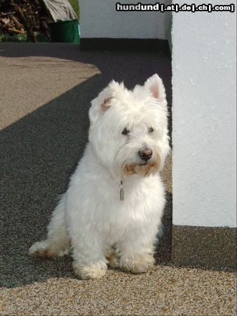 West Highland White Terrier Hunde Foto 3896 West Highland White Terrier Rambo