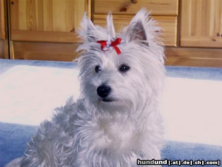West Highland White Terrier Hunde Foto 11303 West Highland White Terrier Unser kleines Baby Nicky
