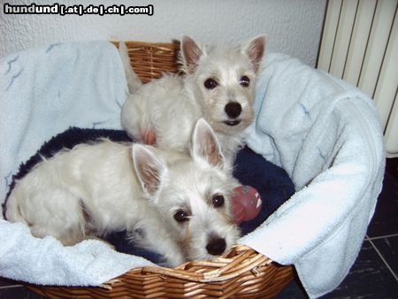 West Highland White Terrier Hunde Foto 12590 West Highland White Terrier idefix und bonnie...