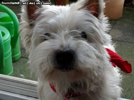 West Highland White Terrier Hunde Foto 9531 West Highland White Terrier Bussi-Bär