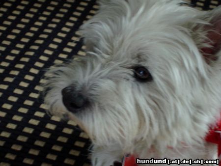 West Highland White Terrier Hunde Foto 9532 West Highland White Terrier Bussi-Bär