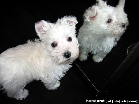 West Highland White Terrier Hunde Foto 9187 West Highland White Terrier Meine Alina vom Olfener Schloß