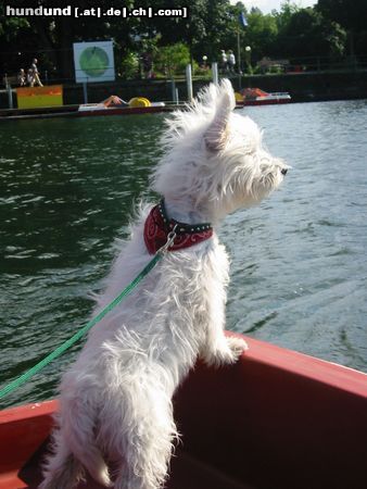 West Highland White Terrier Hunde Foto 6207 West Highland White Terrier Lucys Bootsfahrt auf dem Bodensee